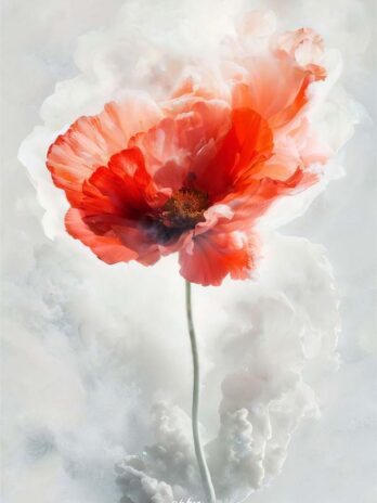 Scarlet Mist of Poppy