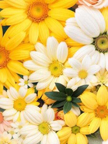 Bright Yellow and White Flower Heart