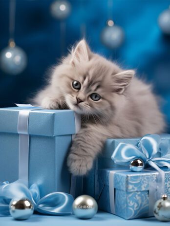 Gray Kitten on Blue Christmas Gift Boxes