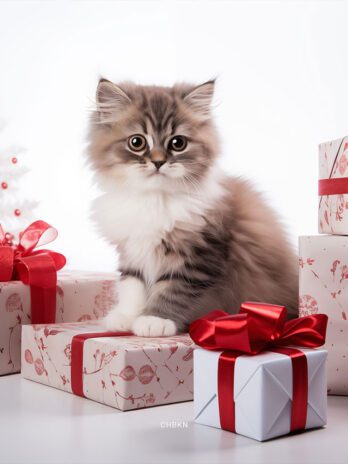 Kitten in White Studio Amid Gift Boxes with Bows