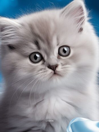 Gray Kitten in Blue Christmas Studio