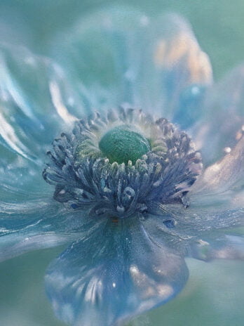 Majestic Blue Anemone
