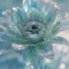 Soft blue glass anemone with a shimmering center, emanating calmness.