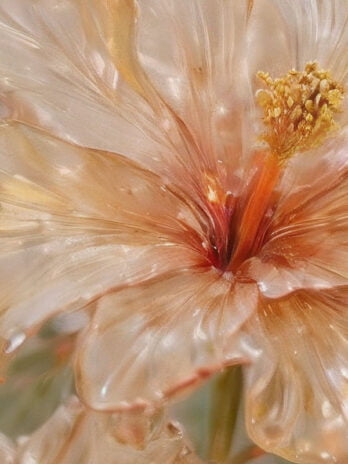 Glowing Peach Crystal Hibiscus