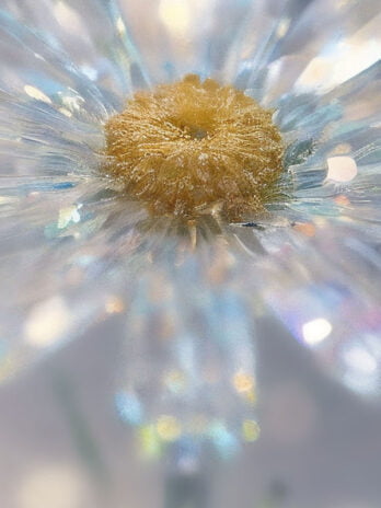 Sparkling White Daisy