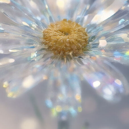 Sparkling White Daisy - Image 2